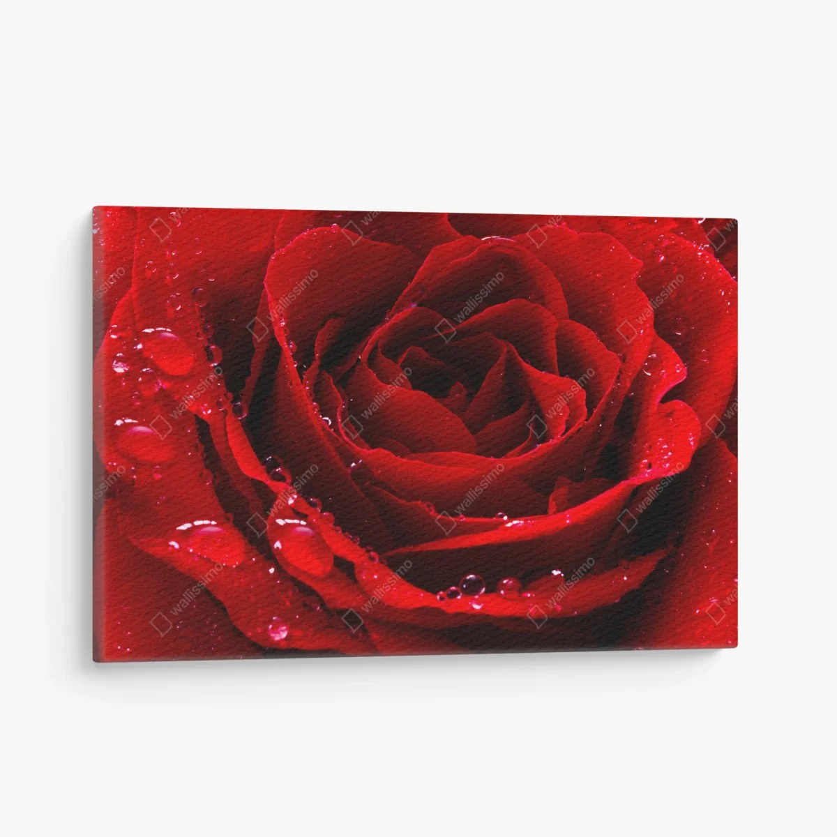 Leinwandbild leuchtend rote rose nahaufnahme – Wallnifity® Leinwandbild leuchtend rote rose nahaufnahme – Wallnifity®