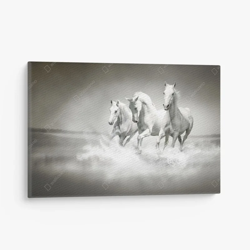 Leinwandbild drei weiße pferde im galopp durch wasser