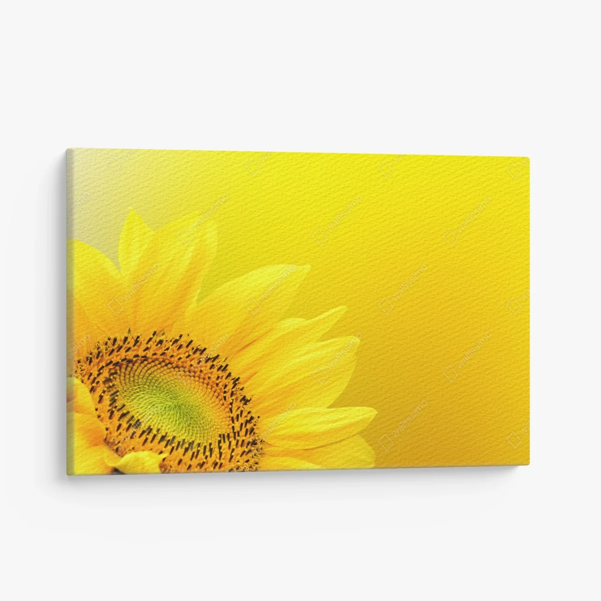 Leinwandbild leuchtende sonnenblume nahaufnahme auf gelbem hintergrund – Wallnifity®
