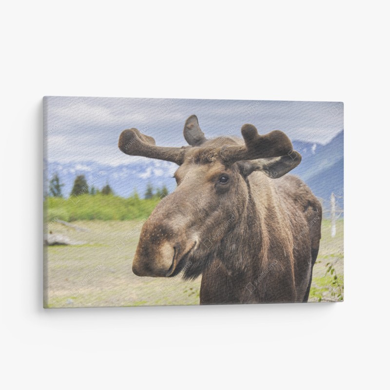 Leinwandbild majestätisches elchporträt in freier natur