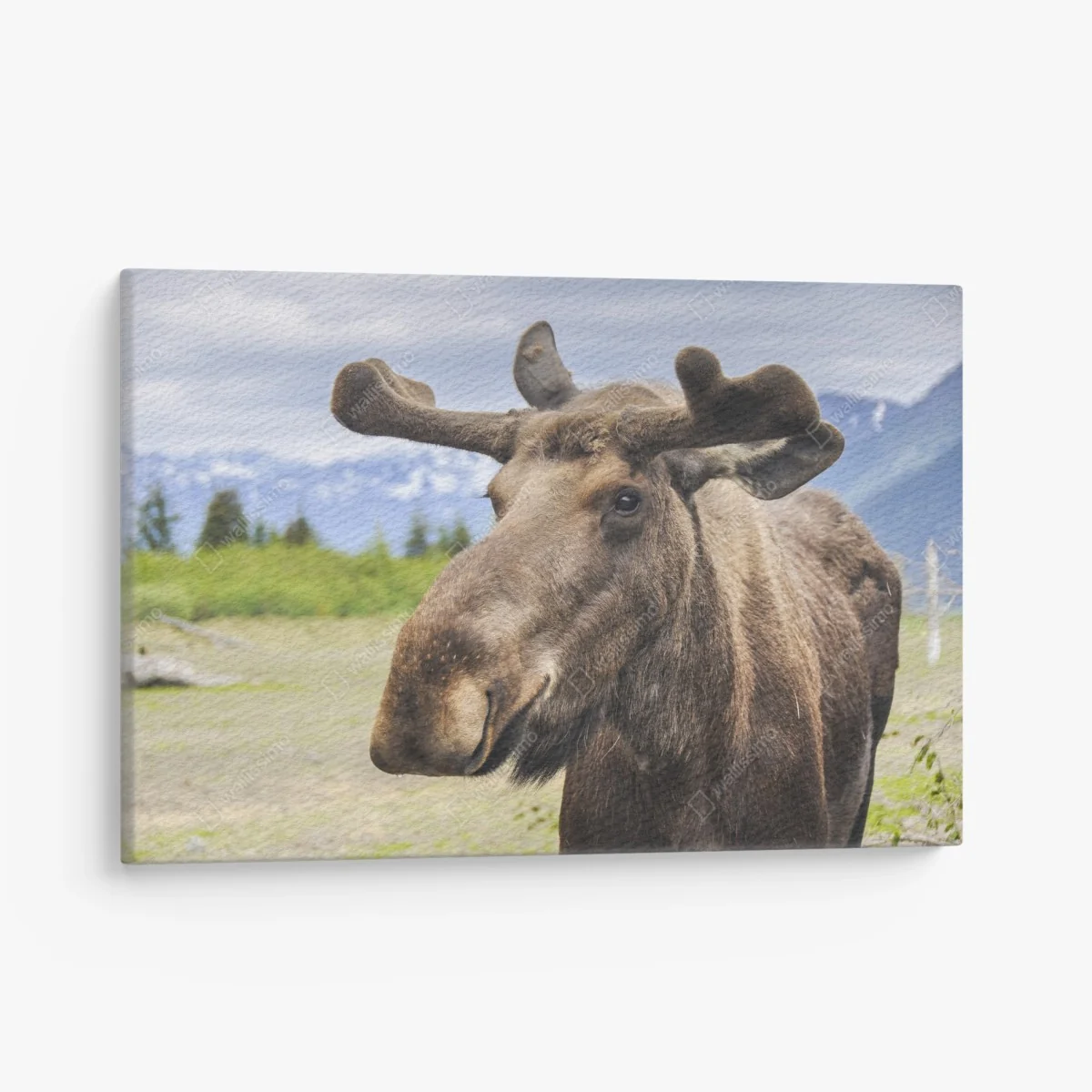 Leinwandbild majestätisches elchporträt in freier natur – Wallnifity®