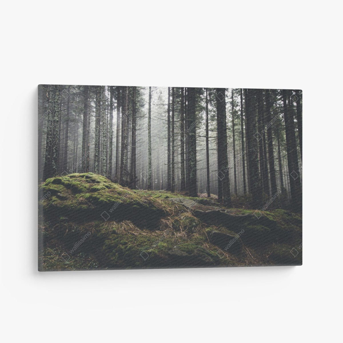 Leinwandbild nebliger moosbedeckter wald – Wallnifity®
