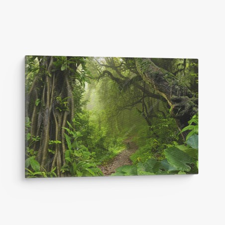 Leinwandbild üppiger nebliger waldpfad – Wallnifity®
