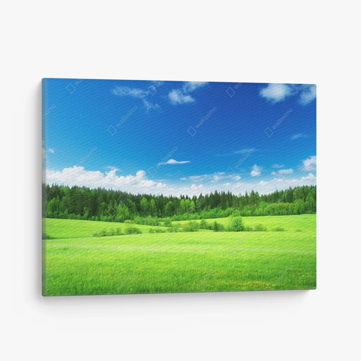 Leinwandbild frühlingswiese unter blauem himmel – Wallnifity®