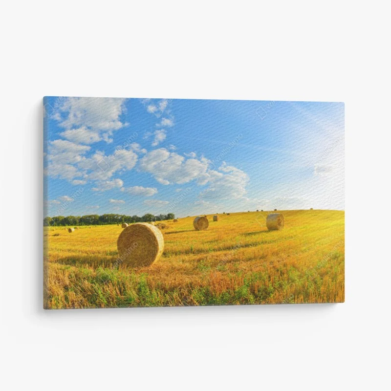 Leinwandbild goldenes heufeld unter blauem himmel