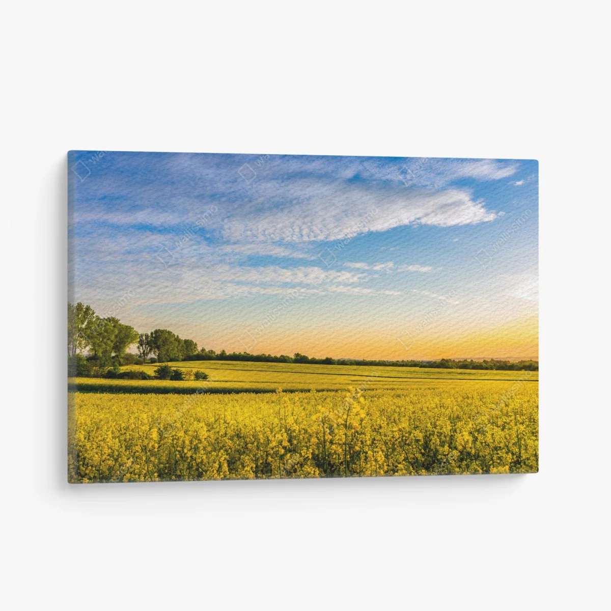 Leinwandbild sonnenbeschienenes rapsfeld im abendlicht – Wallnifity®