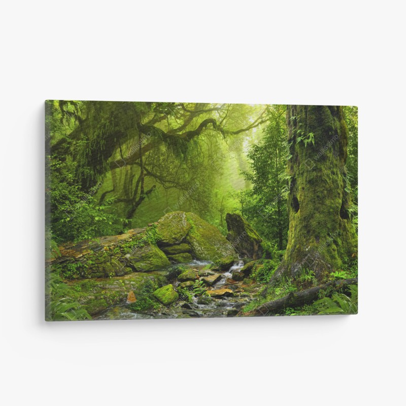 Leinwandbild moosbedeckter waldbach