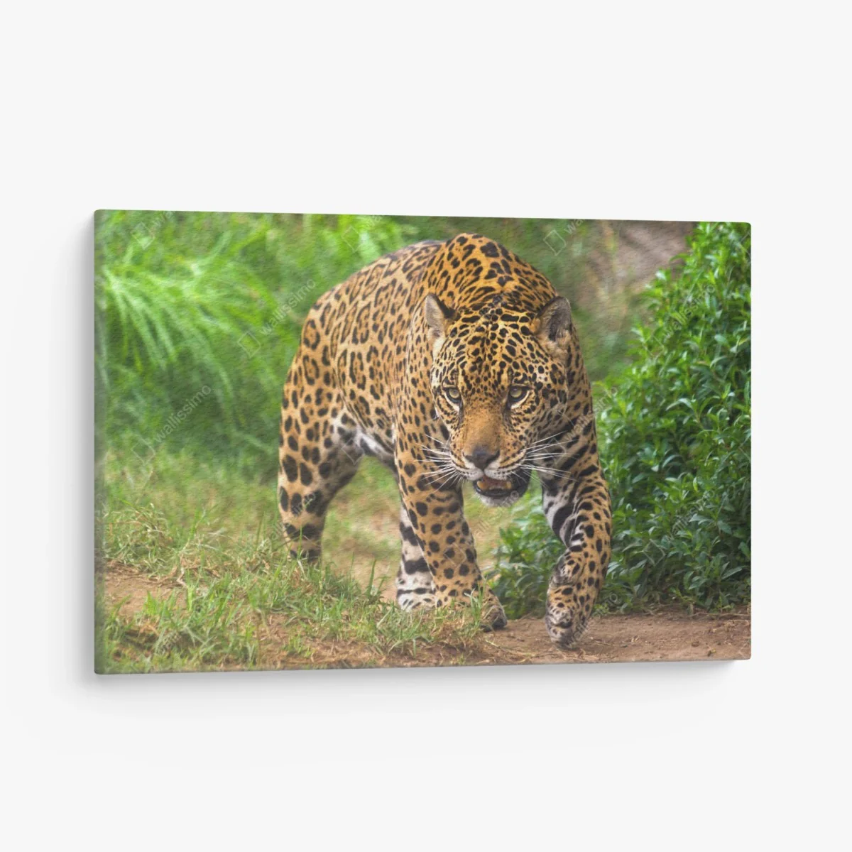 Leinwandbild majestätischer jaguar in freier wildbahn – Wallnifity® Leinwandbild majestätischer jaguar in freier wildbahn – Wallnifity®