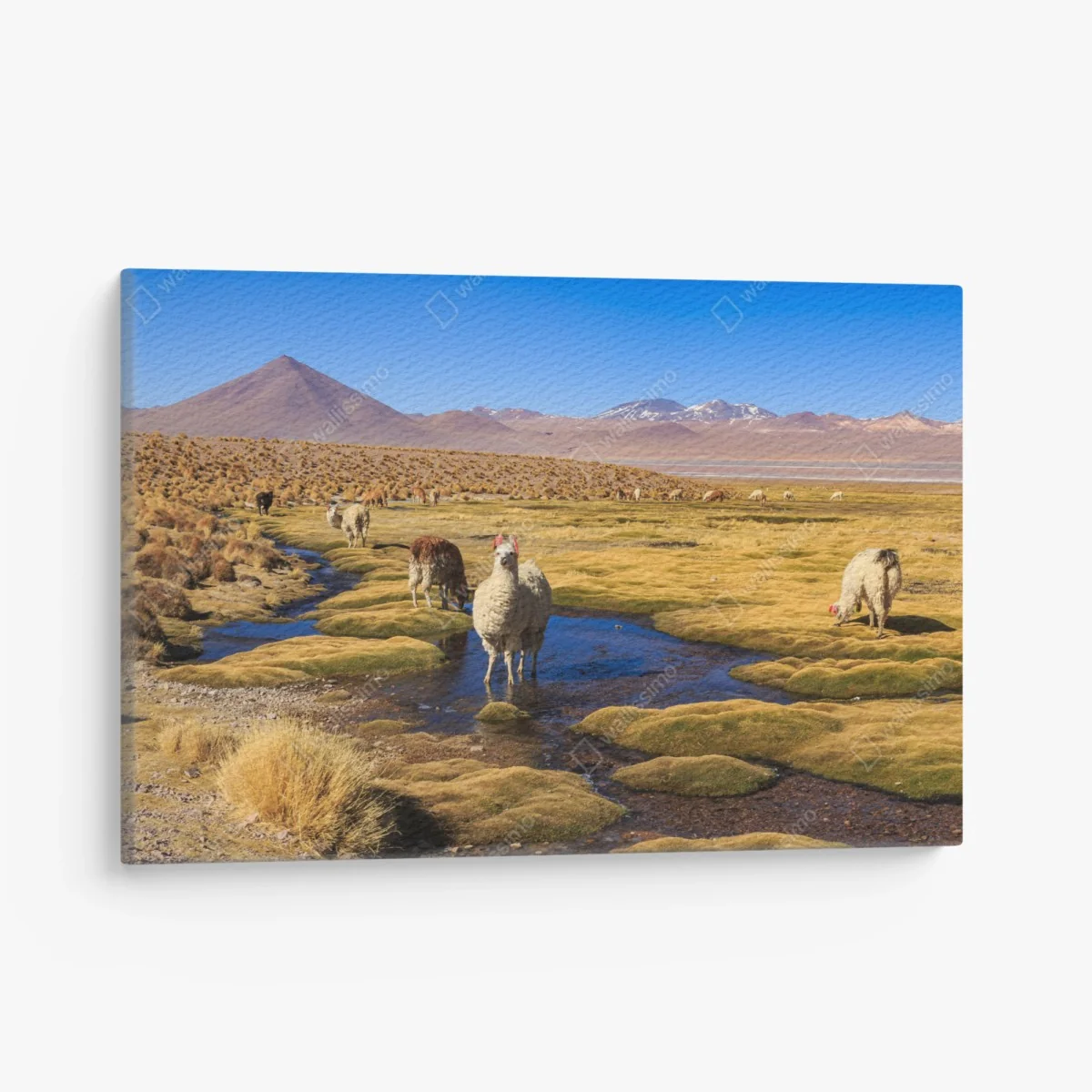 Leinwandbild lama auf dem altiplano der Anden – Wallnifity® Leinwandbild lama auf dem altiplano der Anden – Wallnifity®
