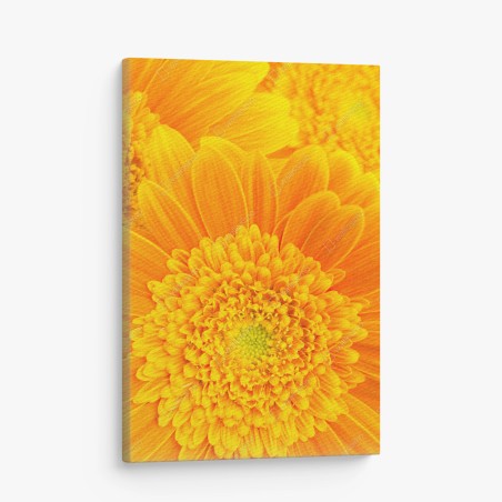 Leinwandbild intensive orange gerbera nahaufnahme – Wallnifity®