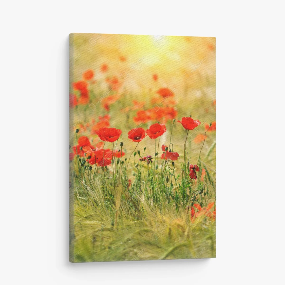 Leinwandbild rote mohnwiese im sonnenlicht – Wallnifity® Leinwandbild rote mohnwiese im sonnenlicht – Wallnifity®