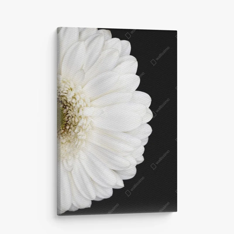 Leinwandbild weiße gerbera auf schwarzem hintergrund minimalistische nahaufnahme