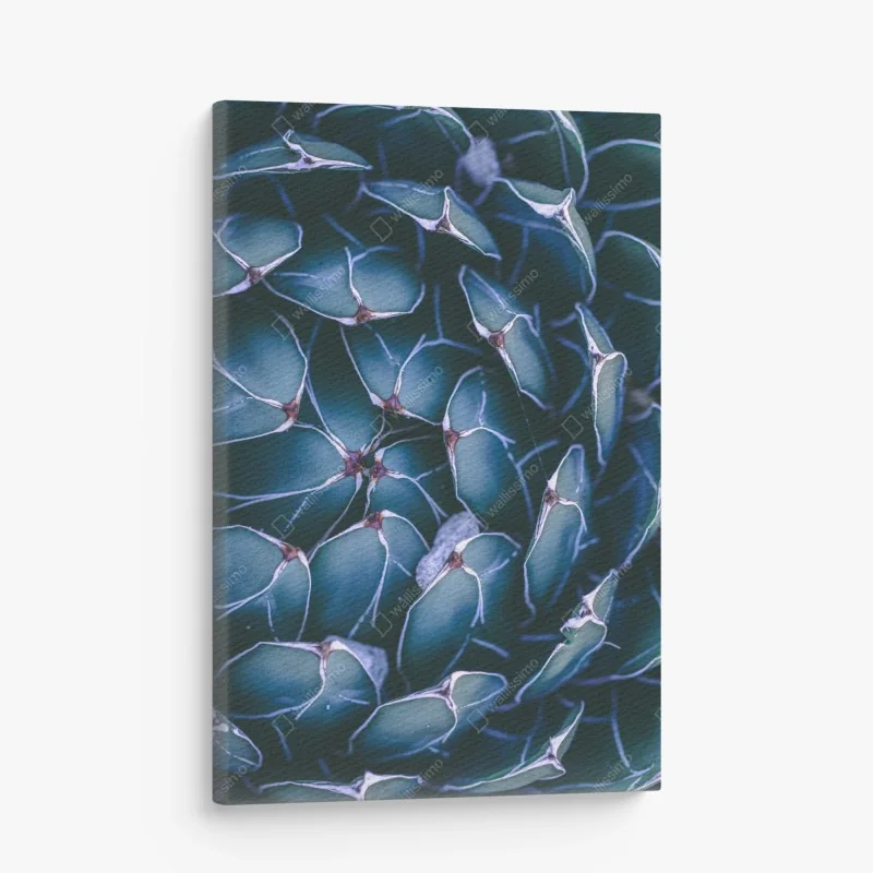 Leinwandbild geometrische makroaufnahme türkiser sukkulente