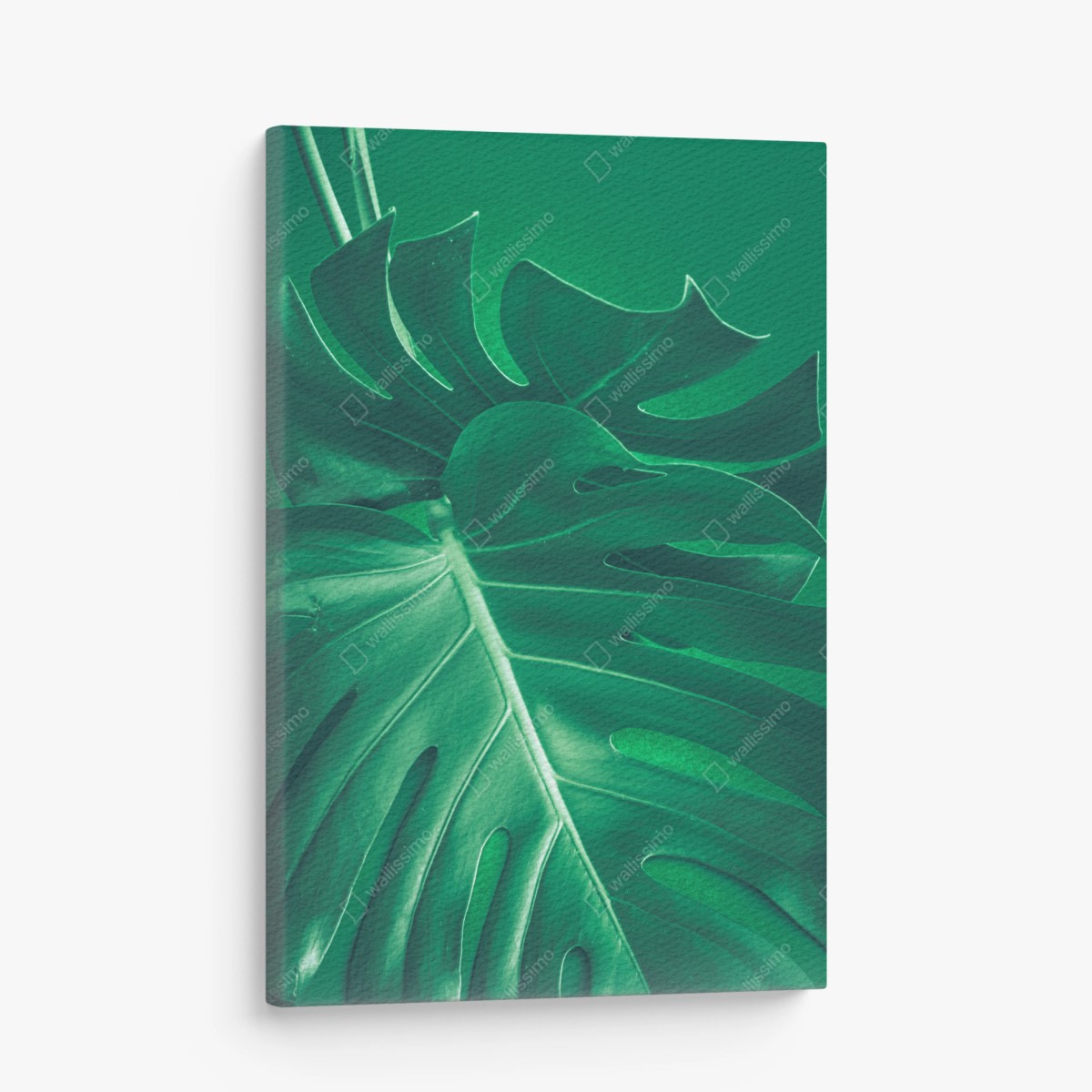 Leinwandbild prächtiges monstera-blatt nahaufnahme – Wallnifity®