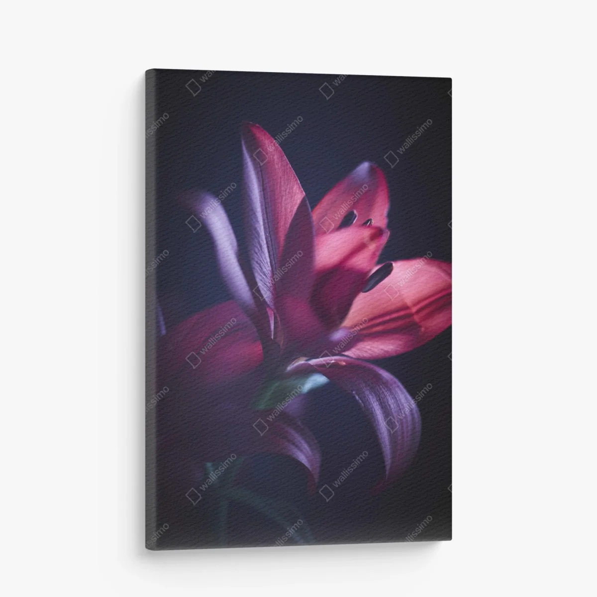 Leinwandbild rote lilie im halbdunkel – Wallnifity® Leinwandbild rote lilie im halbdunkel – Wallnifity®
