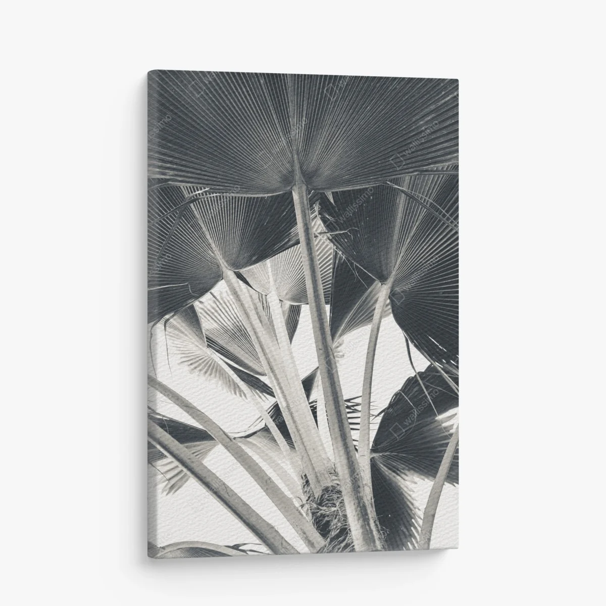 Leinwandbild tropische komposition von bananenblättern – Wallnifity® Leinwandbild tropische komposition von bananenblättern – Wallnifity®