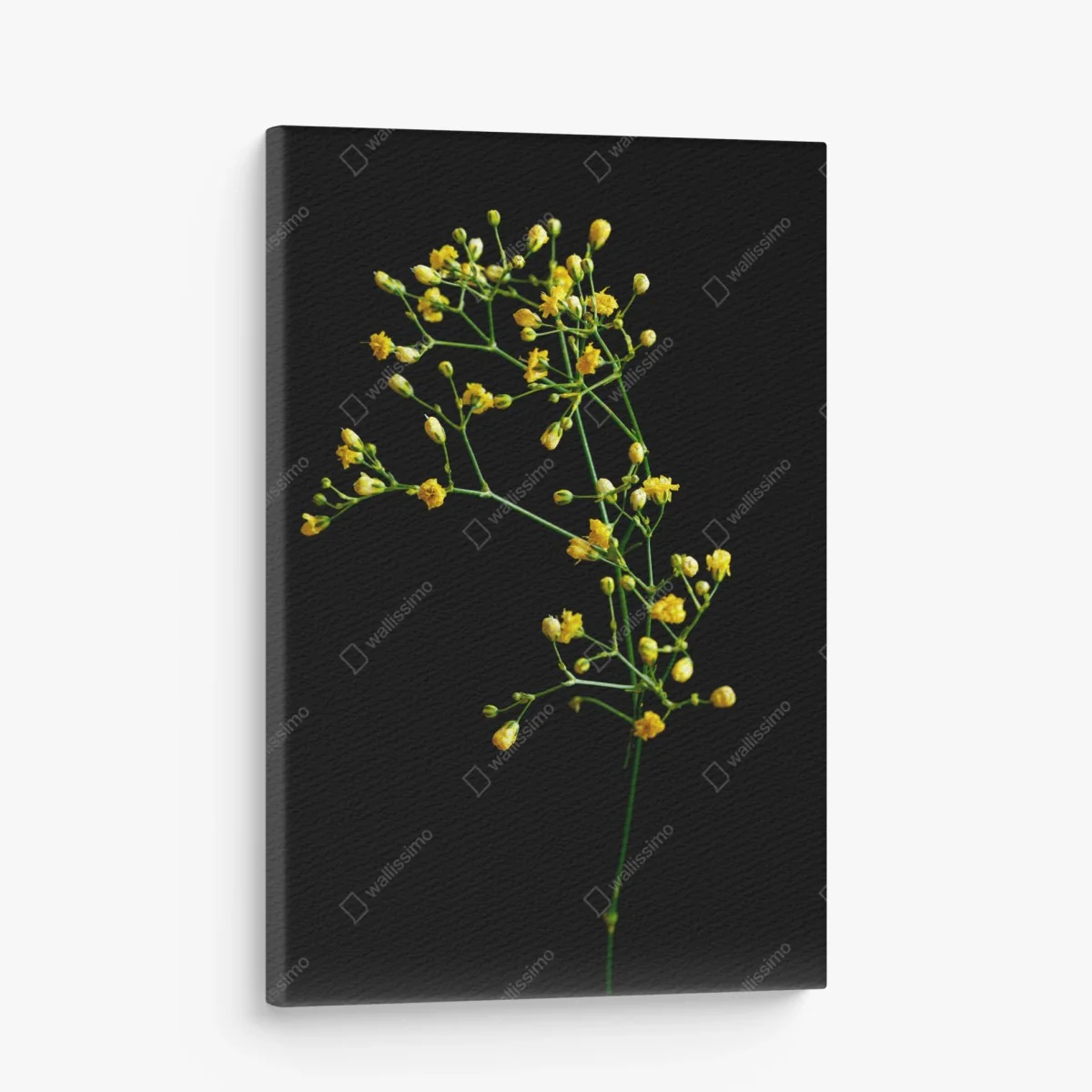 Leinwandbild zartes gelbes schleierkraut auf schwarzem hintergrund – Wallnifity® Leinwandbild zartes gelbes schleierkraut auf schwarzem hintergrund – Wallnifity®