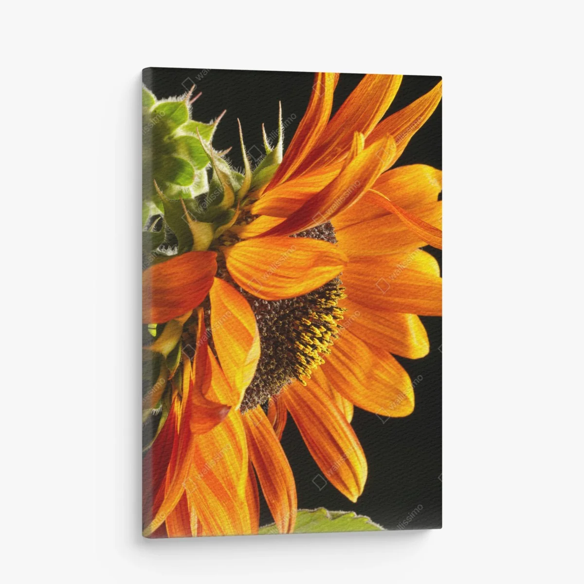 Leinwandbild leuchtende orange sonnenblume nahaufnahme – Wallnifity®