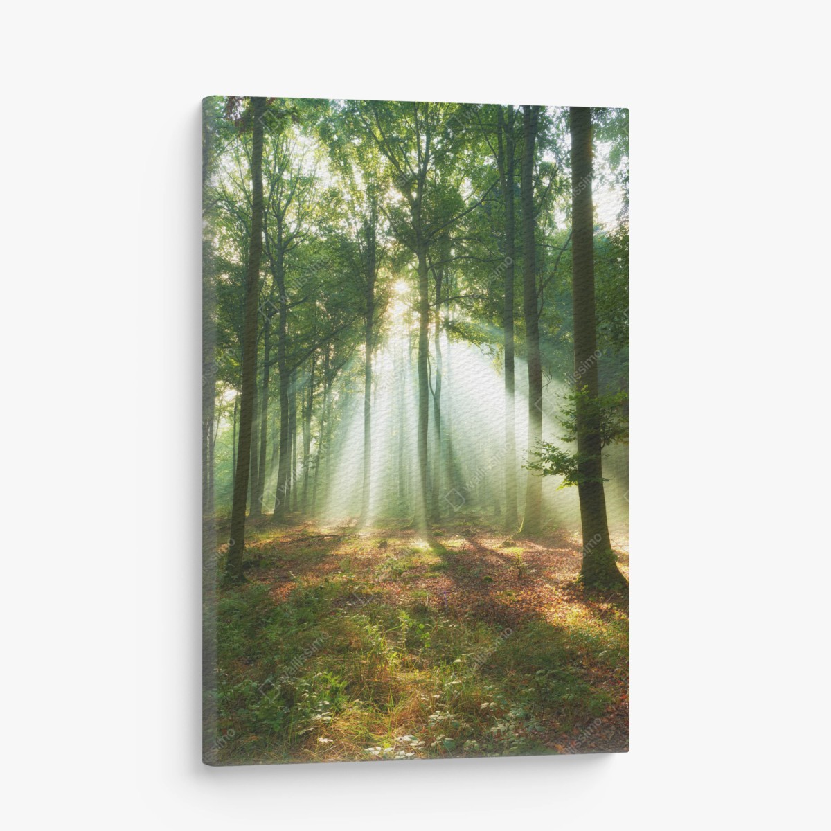 Leinwandbild morgendliches licht im wald – Wallnifity®