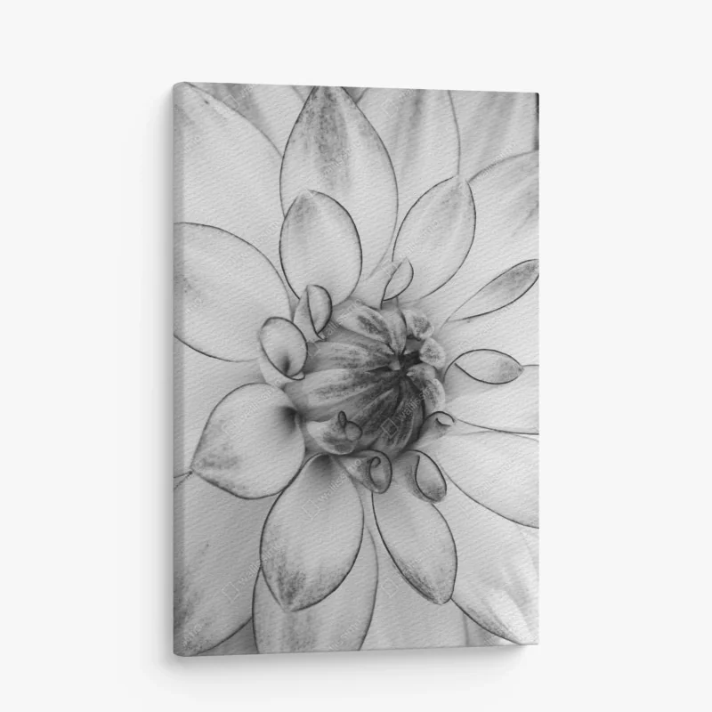 Leinwandbild monochrome nahaufnahme einer dahlie