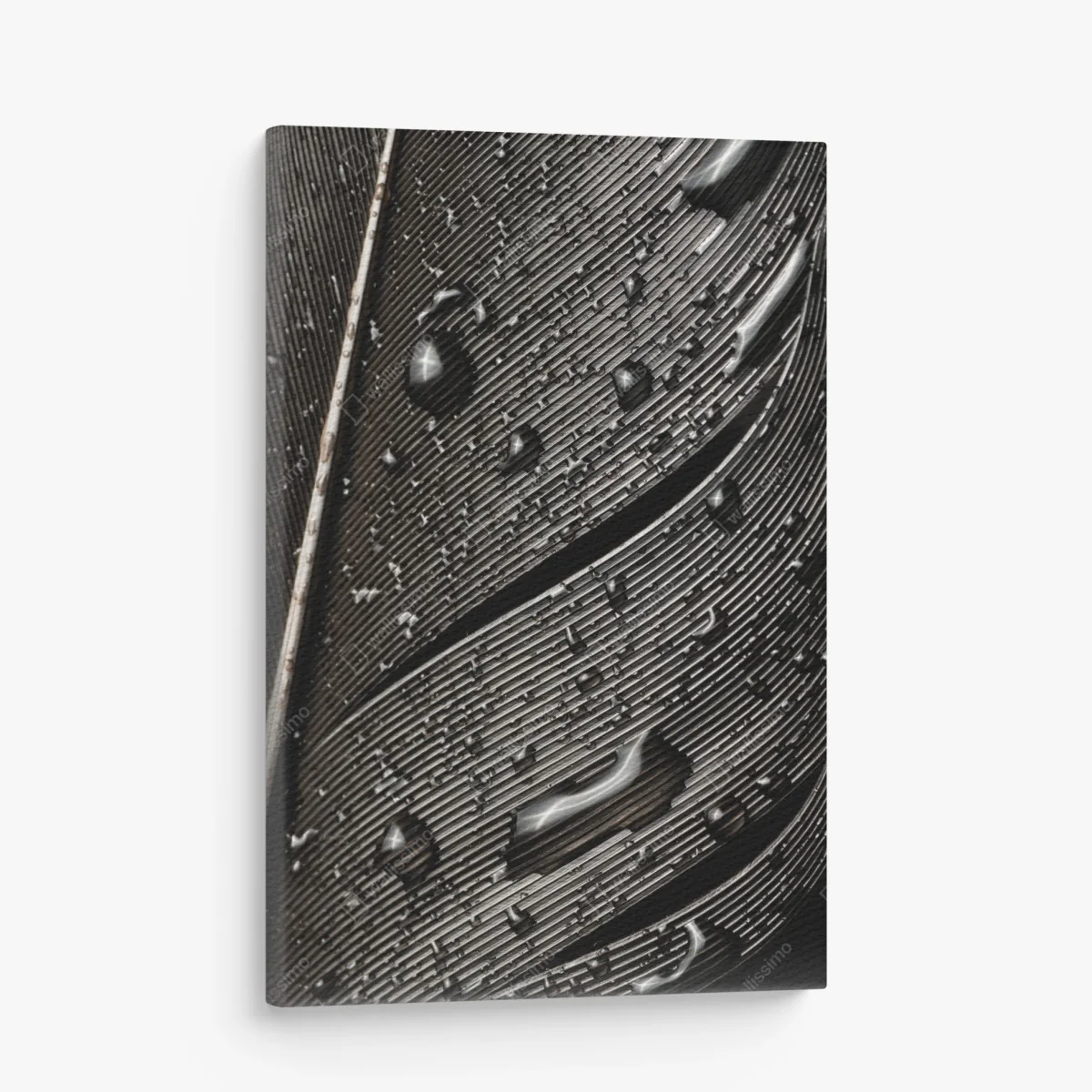 Leinwandbild monochrome feder mit wassertropfen – Wallnifity® Leinwandbild monochrome feder mit wassertropfen – Wallnifity®
