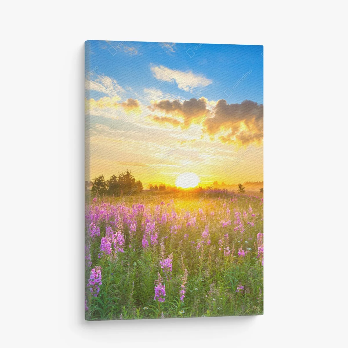 Leinwandbild sonnenaufgang über violetter wildblumenwiese – Wallnifity® Leinwandbild sonnenaufgang über violetter wildblumenwiese – Wallnifity®