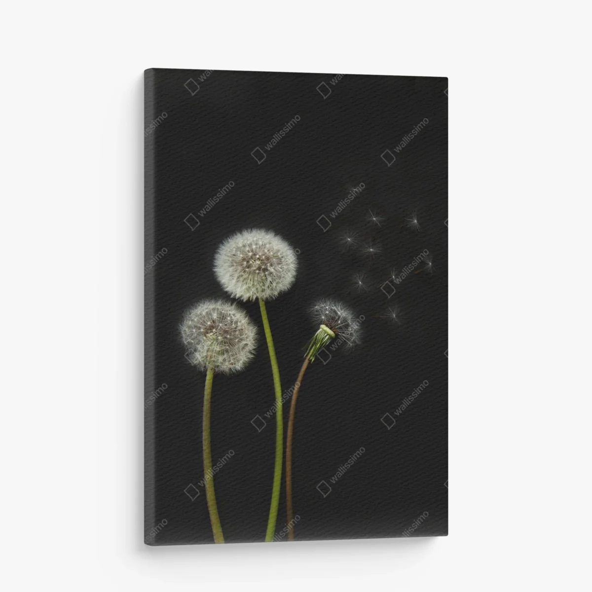 Leinwandbild zarte löwenzahnköpfe vor schwarzem hintergrund – Wallnifity® Leinwandbild zarte löwenzahnköpfe vor schwarzem hintergrund – Wallnifity®