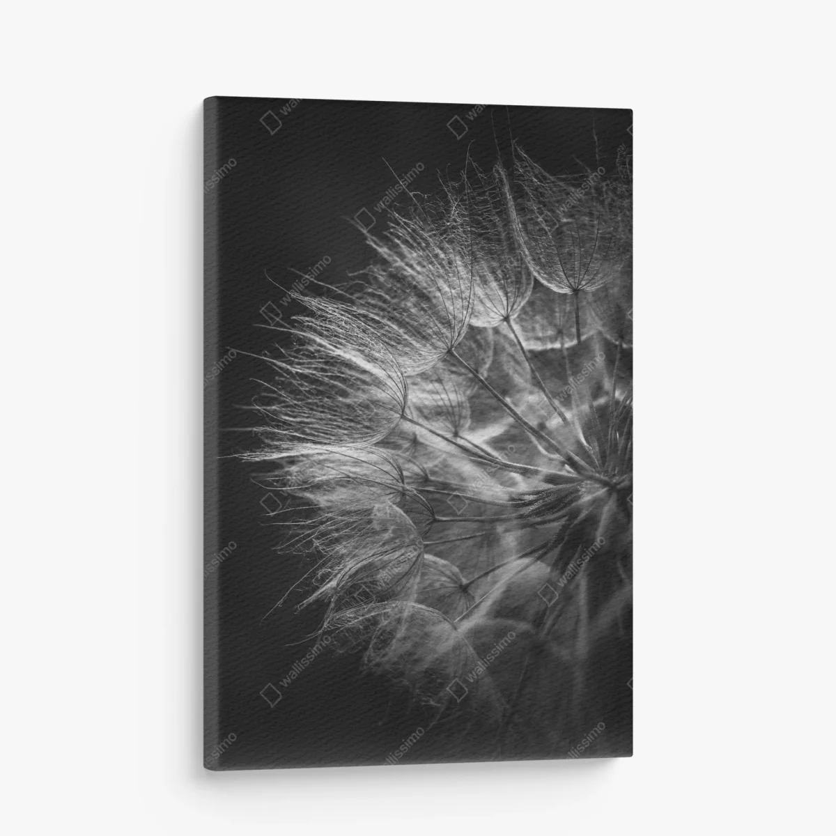 Leinwandbild zarter löwenzahn in monochrom – Wallnifity® Leinwandbild zarter löwenzahn in monochrom – Wallnifity®