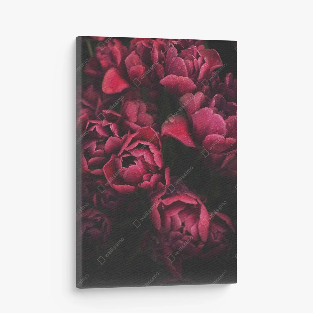 Leinwandbild tiefrote blüten mit wassertropfen – Wallnifity® Leinwandbild tiefrote blüten mit wassertropfen – Wallnifity®