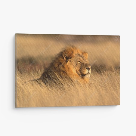 Leinwandbild majestätischer löwe im hohen gras – Wallnifity®