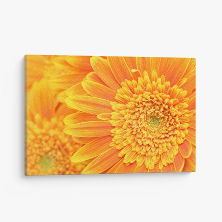 Leinwandbild leuchtende orange gerbera in makro – Wallnifity®