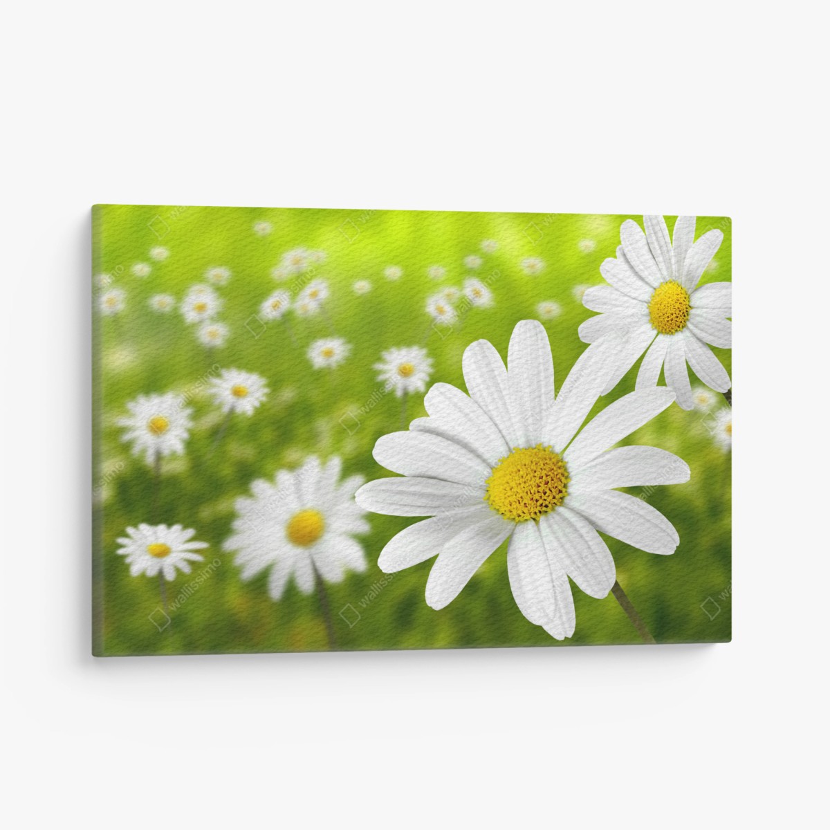 Leinwandbild weiße gänseblümchen auf der wiese – Wallnifity® Leinwandbild weiße gänseblümchen auf der wiese – Wallnifity®