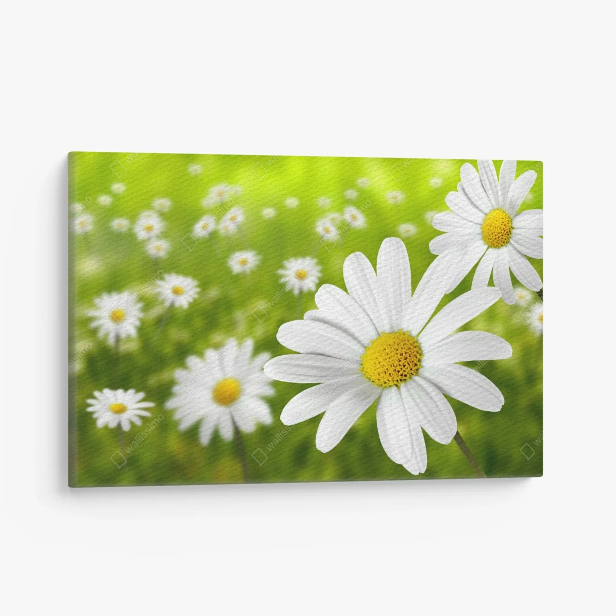 Leinwandbild weiße gänseblümchen auf der wiese – Wallnifity®
