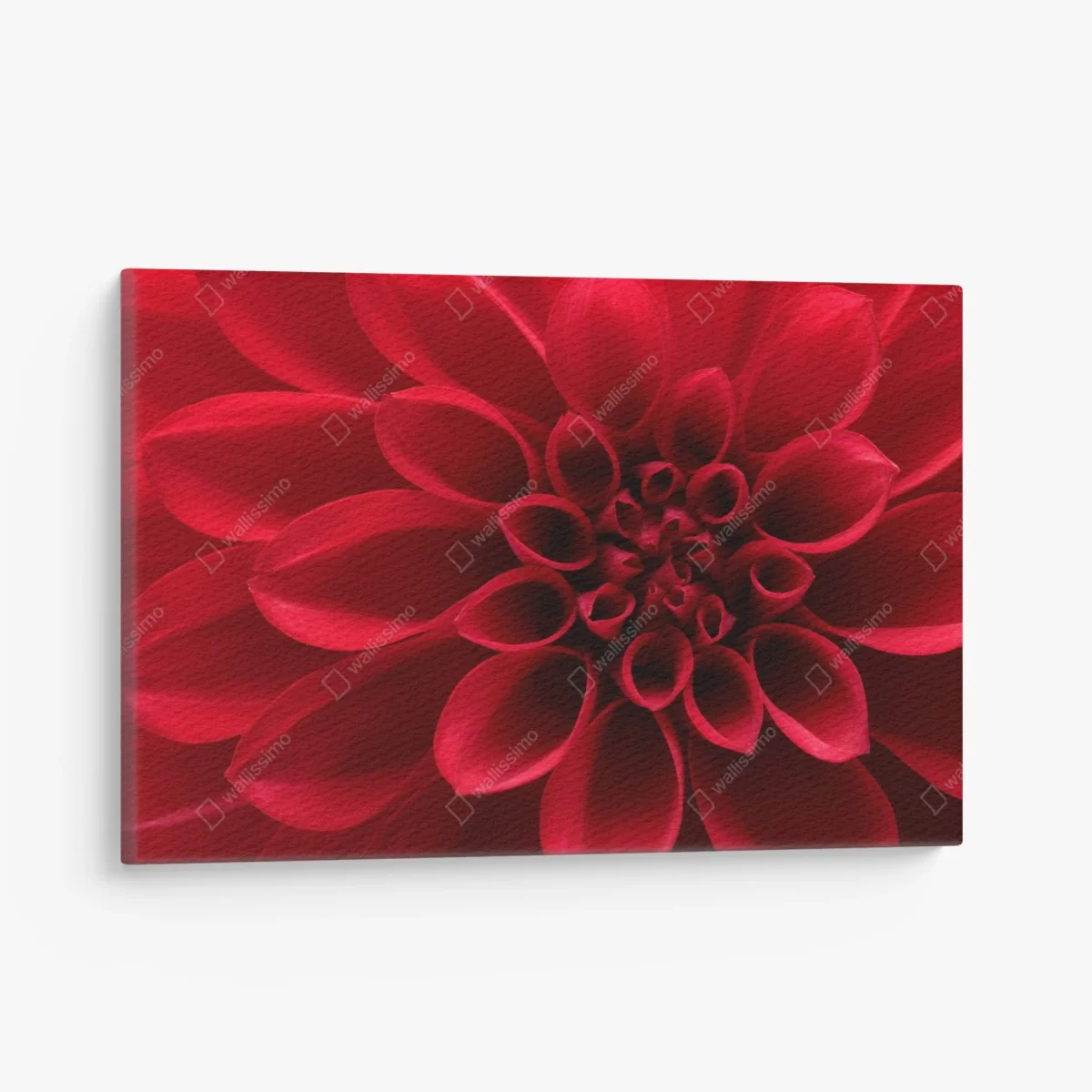 Leinwandbild nahaufnahme einer roten dahlie – Wallnifity® Leinwandbild nahaufnahme einer roten dahlie – Wallnifity®