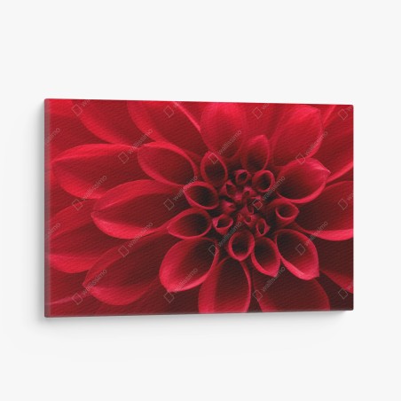 Leinwandbild nahaufnahme einer roten dahlie – Wallnifity®
