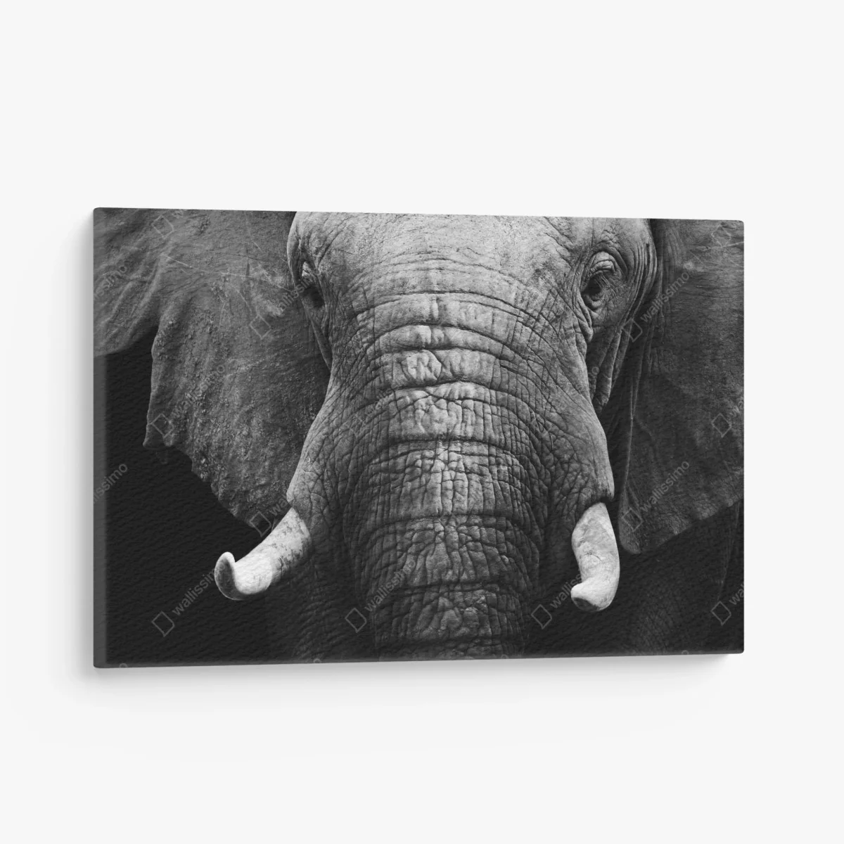Leinwandbild majestätisches elefantenporträt – Wallnifity® Leinwandbild majestätisches elefantenporträt – Wallnifity®