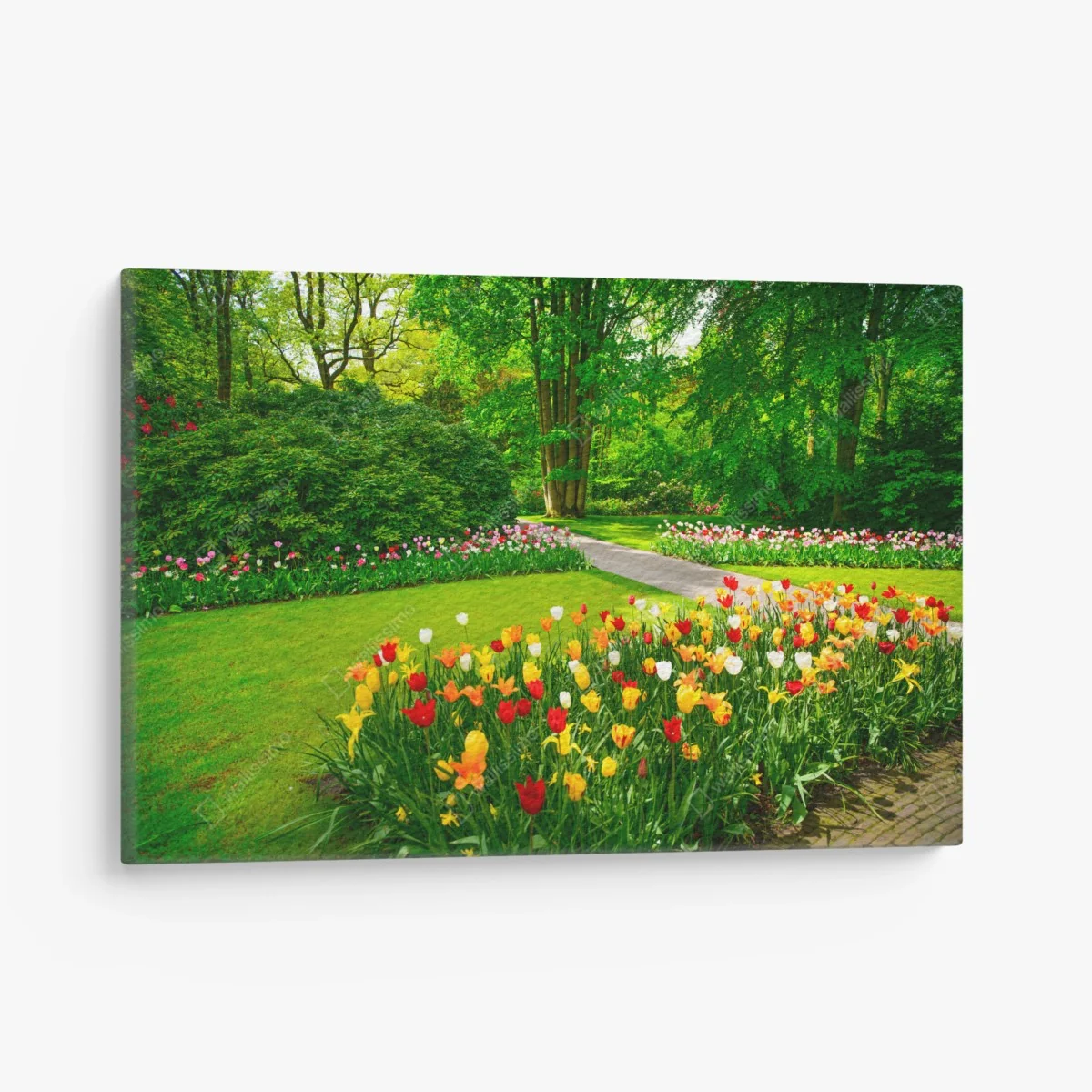 Leinwandbild lebendiger tulpengarten in Keukenhof – Wallnifity® Leinwandbild lebendiger tulpengarten in Keukenhof – Wallnifity®