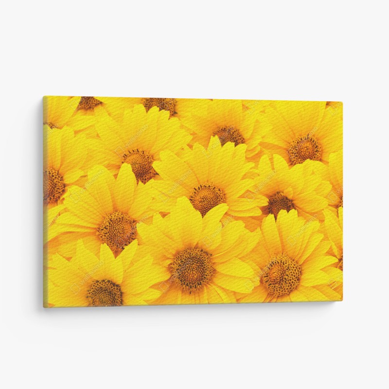 Leinwandbild leuchtende gelbe sonnenblumen in nahaufnahme