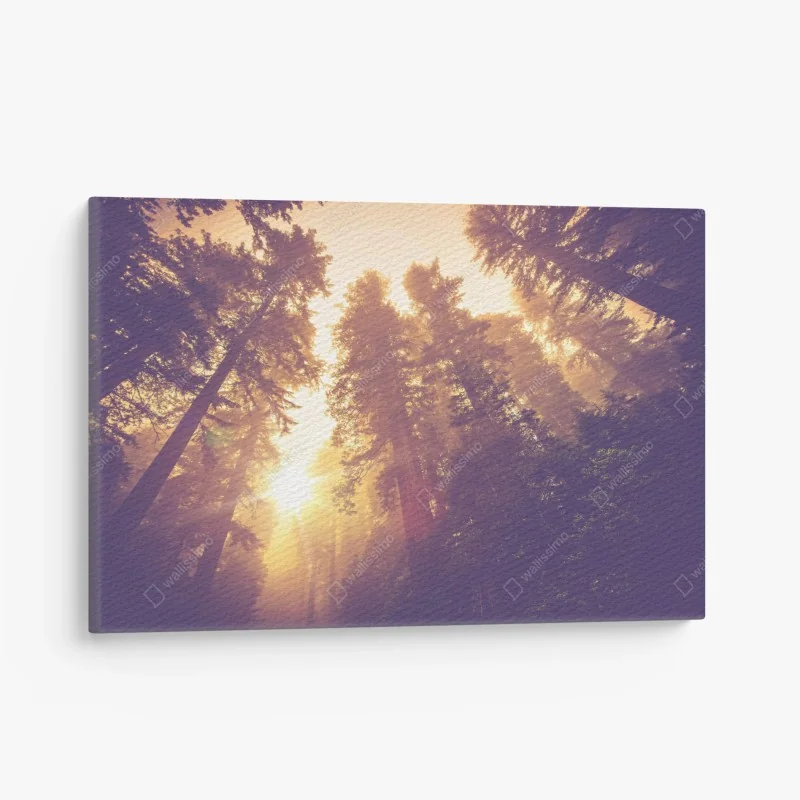 Leinwandbild nebeliger mamutbaumwald im goldenen vintagelicht