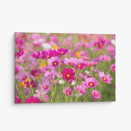 Leinwandbild rosa kosmeenwiese in blüte – Wallnifity®