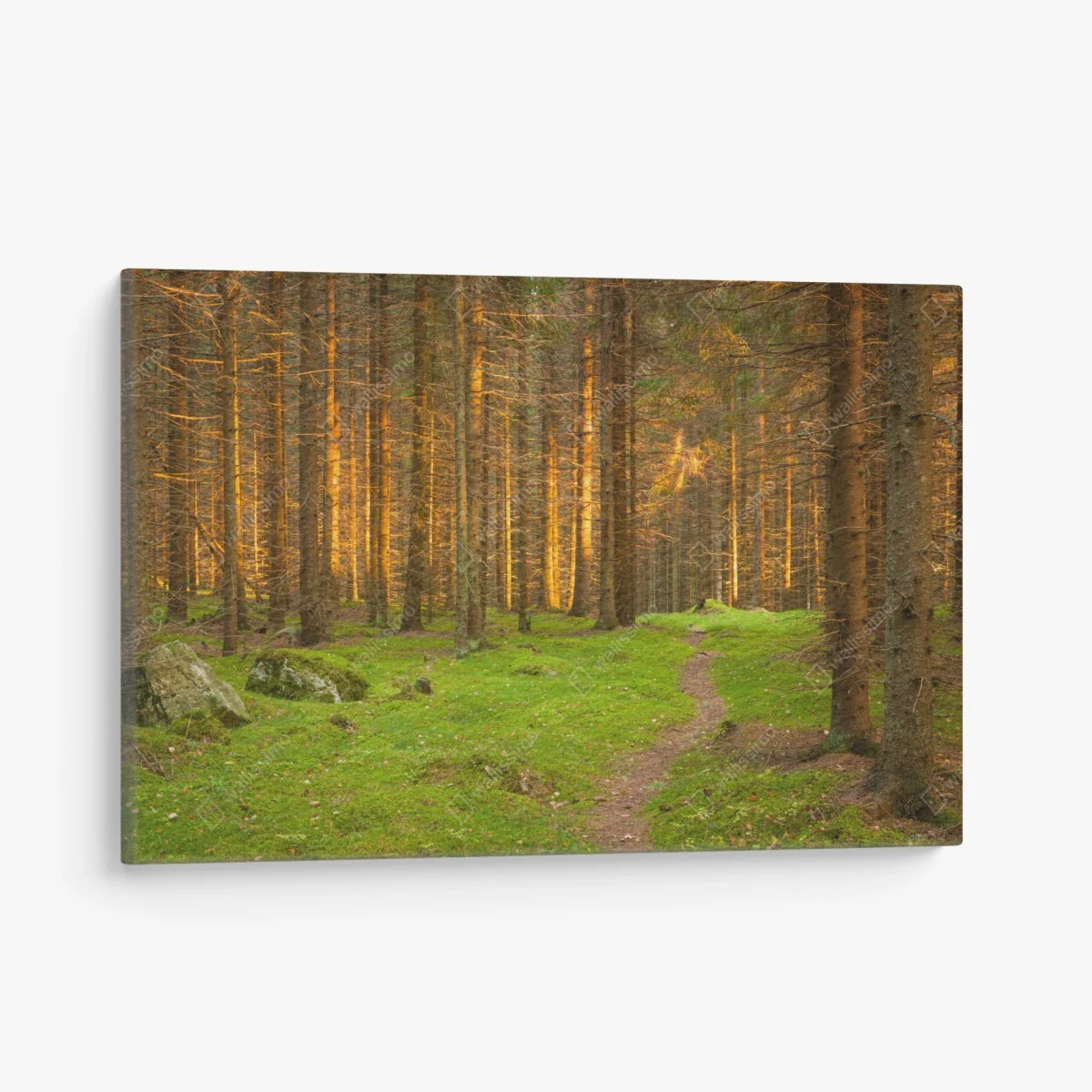 Leinwandbild goldenes licht im moosbedeckten kiefernwald – Wallnifity® Leinwandbild goldenes licht im moosbedeckten kiefernwald – Wallnifity®