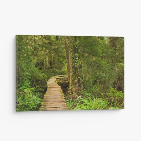Leinwandbild steg im Pacific Rim regenwald – Wallnifity®