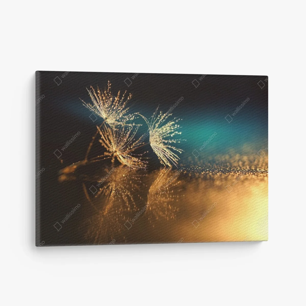 Leinwandbild goldene reflexion von löwenzahnsamen – Wallnifity®