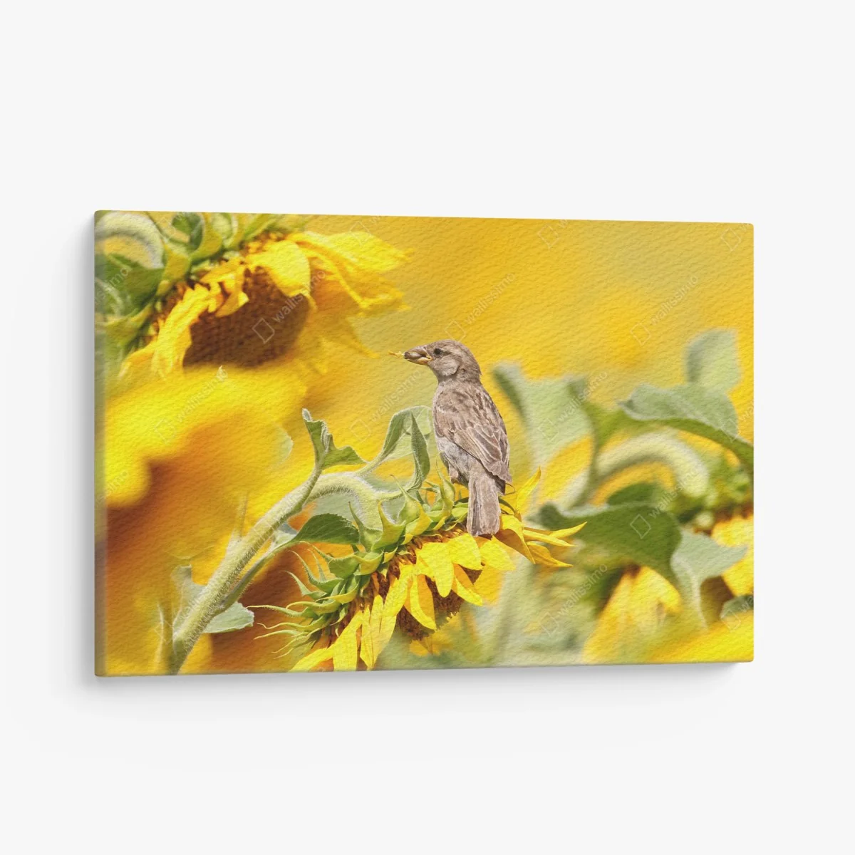 Leinwandbild spatz auf einer sonnenblume – Wallnifity® Leinwandbild spatz auf einer sonnenblume – Wallnifity®
