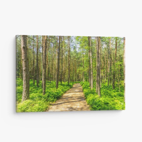 Leinwandbild sonniger waldweg zwischen kiefern – Wallnifity®
