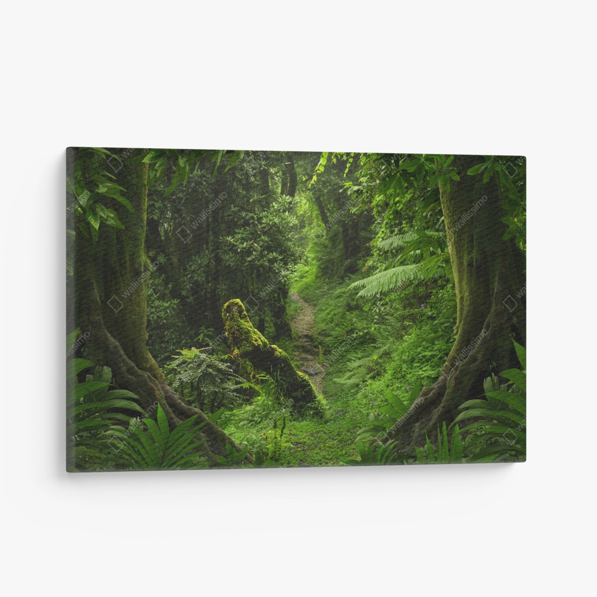 Leinwandbild verzauberter moosiger waldpfad – Wallnifity®