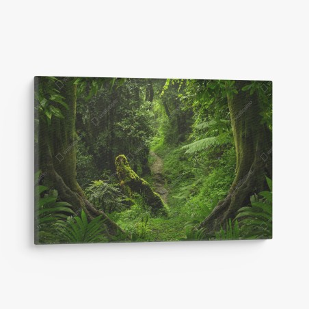 Leinwandbild verzauberter moosiger waldpfad – Wallnifity®