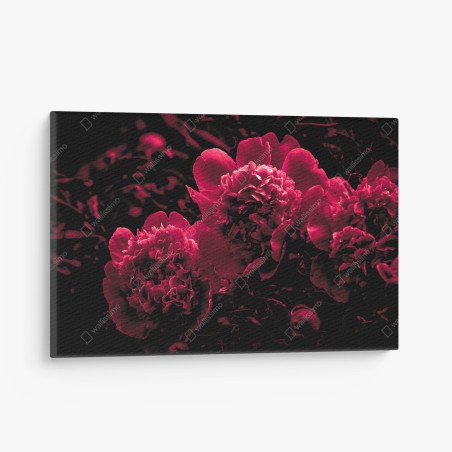 Leinwandbild stimmungsvolle rosa pfingstrosen – Wallnifity®