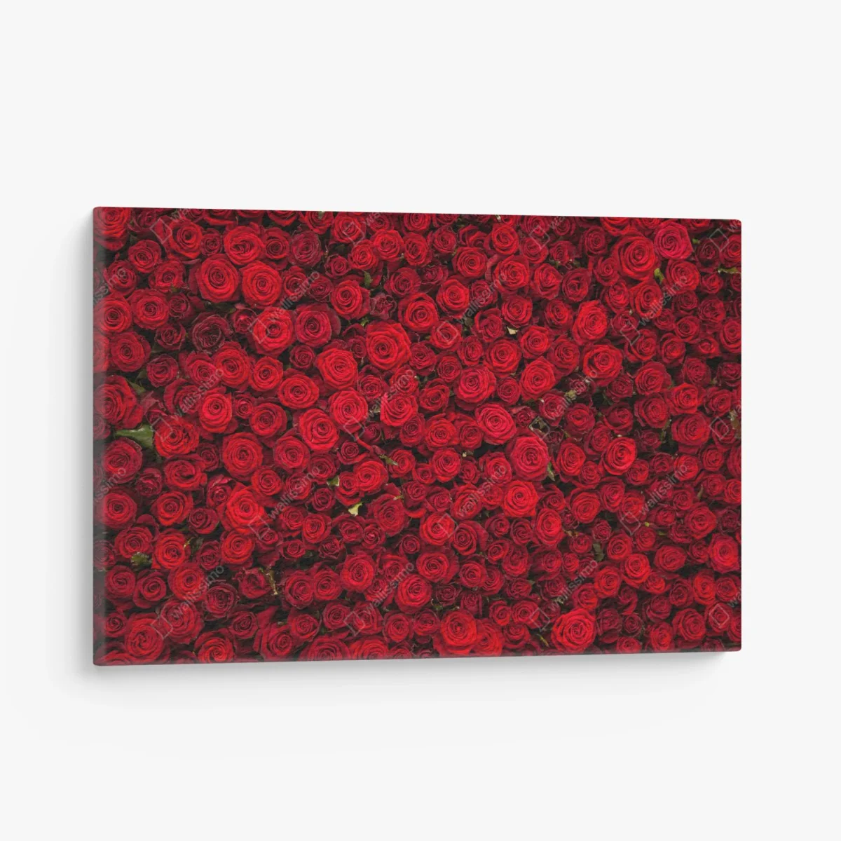 Leinwandbild endlose wand aus roten rosen – Wallnifity® Leinwandbild endlose wand aus roten rosen – Wallnifity®