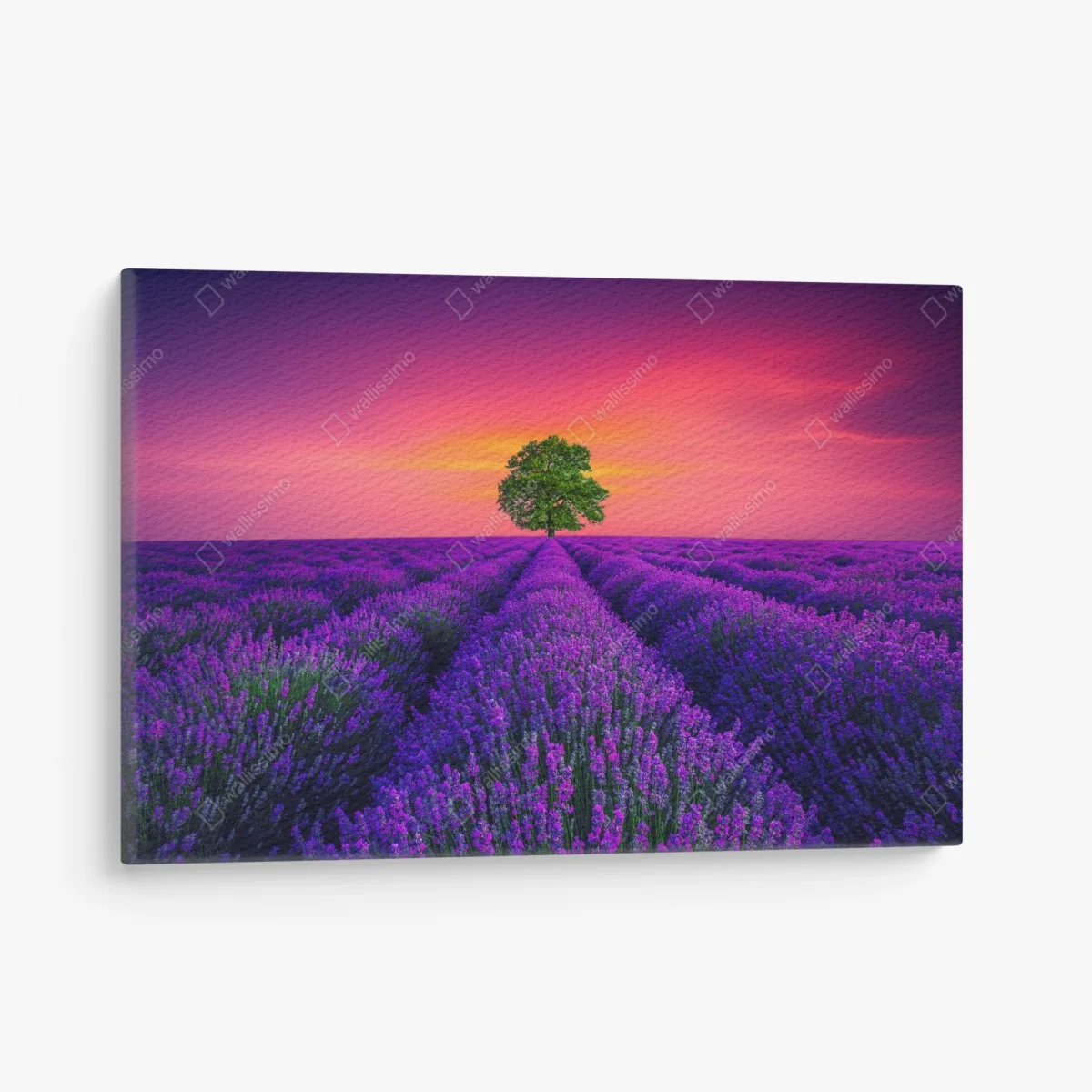 Leinwandbild lavendelfeld bei sonnenuntergang mit einsamem baum – Wallnifity®